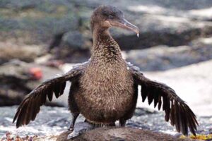 galapagos-cormorant-flightless-bird