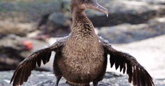 galapagos-cormorant-flightless-bird