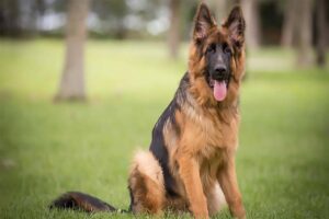 german-shepherd-dog