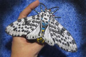 giant-leopard-moth