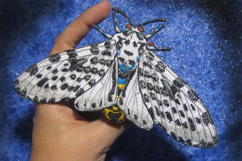10 of The World Most Beautiful Moths Depth World