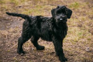 giant-schnauzer-dog