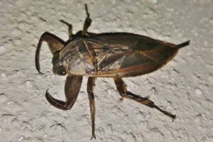 giant-water-bug-weirdest-insects