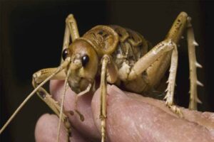 giant-weta-weirdest-insects