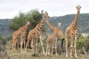 giraffe-longest-gestation-period