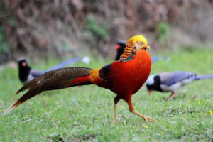 golden-pheasant-long-tail-birds