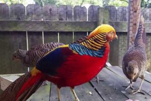 golden-pheasant