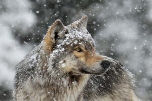 gray-wolf