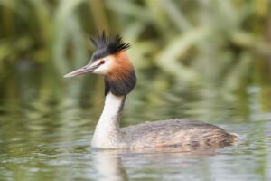 great-crested-grebe