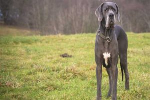 great-dane-shortest-living-dog