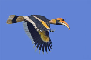 great-hornbills-romantic-animals