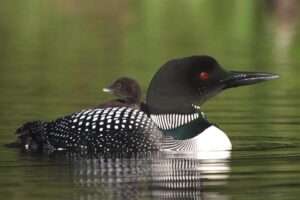 great-northern-loon-dangerous-birds