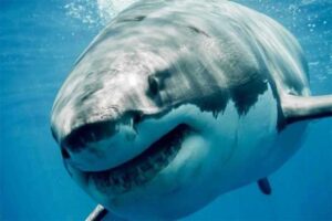 great-white-shark