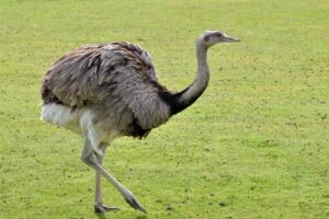 greater-rhea-largest-birds