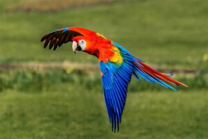 Green Wing Macaw Parrot - Beautiful Birds in the world