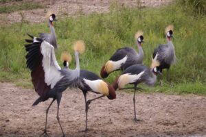 grey-crowned-crane