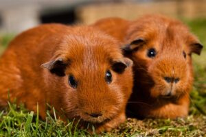 guinea-pigs