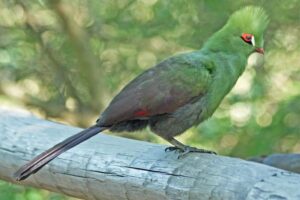 guinea-turaco