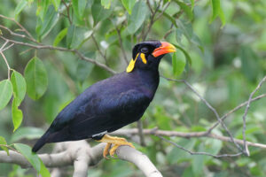 hill-myna