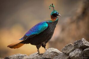 himalayan-monal