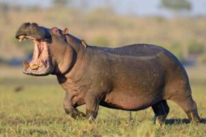 hippopotamus-bite-force