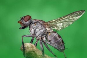 HouseFlies