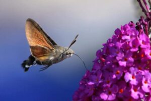 hummingbird-hawk-moth