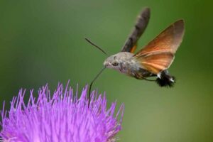 hummingbird-moth-weirdest-insects