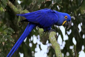 hyacinth-macaw