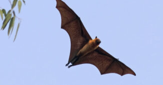 indian-flying-fox