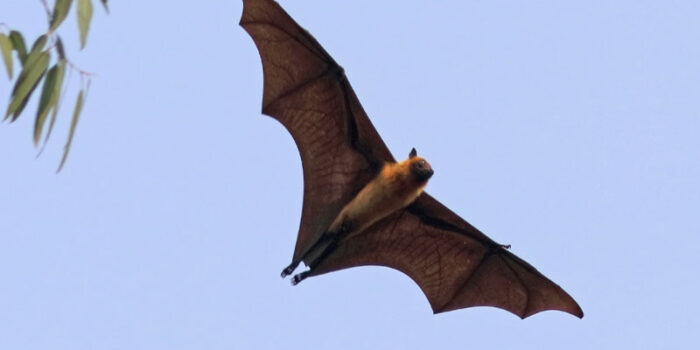 indian-flying-fox