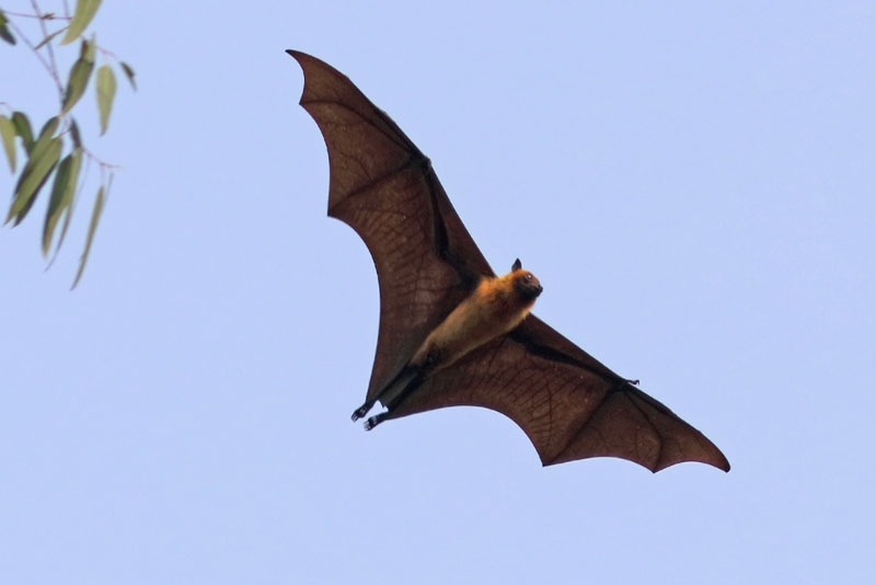 Get Nocturnal Animals List In India Images