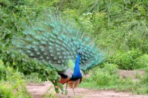 indian-peafowl-long-tail-birds