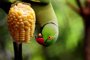 indian-ring-parakeet