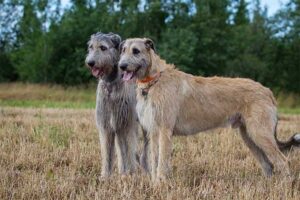 irish-wolfhound-shortest-living-dog