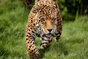 jaguar-bite-force