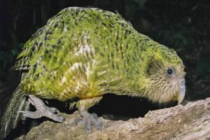 kakapo-flightless-bird