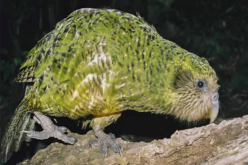 Top 10 Astonishing flightless birds Depth World