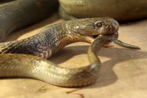 king Rat Snake- Smelliest Animals