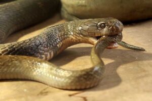 king-rat-snake