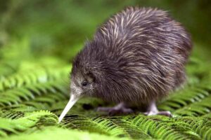 kiwi-flightless-bird