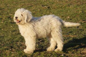 komondor-dog