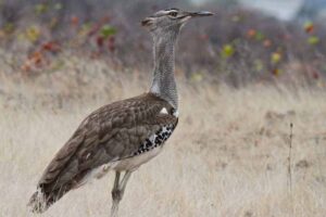 kori-bustard-largest-birds