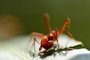 leafcutter-ant