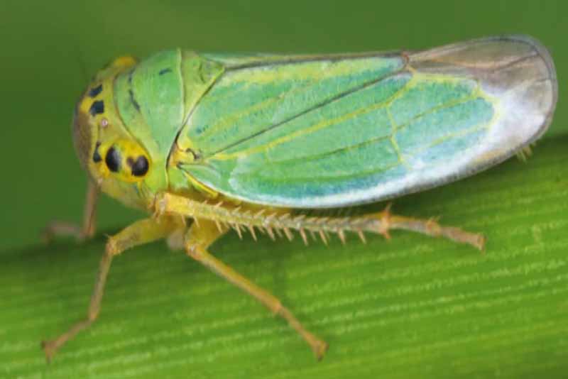 Top 10 Weirdest Insects in the World Depth World