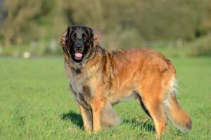 leonberger-shortest-living-dog