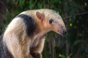 lesser-anteater