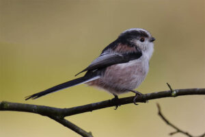 long-tailed-tit