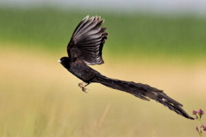 long-tailed-widowbird