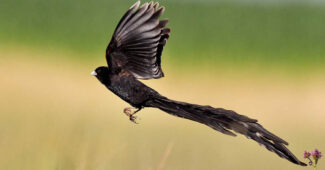 long-tailed-widowbird